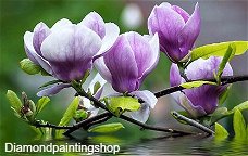 OPRUIMING FULL diamond painting magnolia (SQUARE)