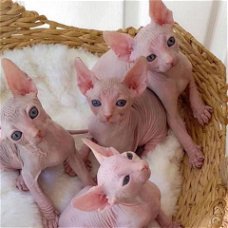 Lieve Sphynx-kittens die een nieuw huis nodig hebben