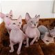 Lieve Sphynx-kittens die een nieuw huis nodig hebben - 1 - Thumbnail