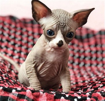 Prachtige Sphynx-kittens te koop - 0