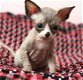 Prachtige Sphynx-kittens te koop - 0 - Thumbnail