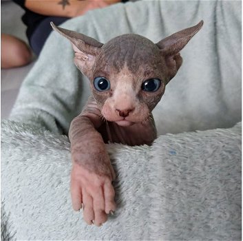 Prachtige Sphynx-kittens te koop - 1