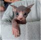 Prachtige Sphynx-kittens te koop - 1 - Thumbnail