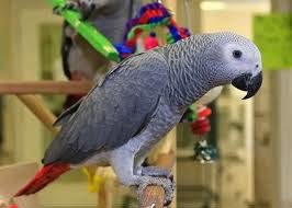 Afrikaanse grijze papegaaien te koop - 0