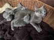 Russisch blauwe kittens te koop - 0 - Thumbnail