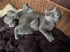 Russisch blauwe kittens te koop