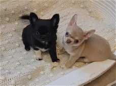Chihuahua x chihuahua vlinderhondje leuke schattige pups pup