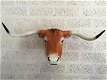 longhorn , stier , stierenkop - 0 - Thumbnail