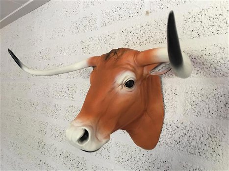 longhorn , stier , stierenkop - 2