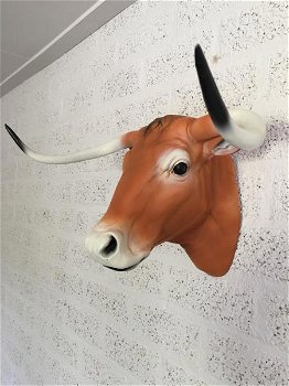 longhorn , stier , stierenkop - 3