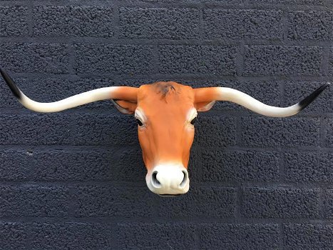 longhorn , stier , stierenkop - 6