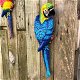 muurdecoratie , papegaai - 5 - Thumbnail