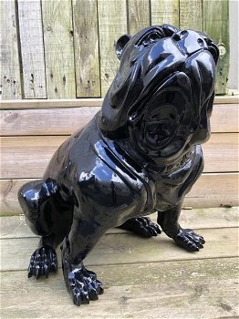 bulldog , hond - 1