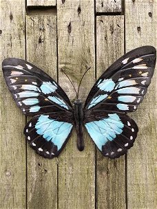 muurdecoratie vlinder , vlinder