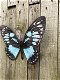 muurdecoratie vlinder , vlinder - 1 - Thumbnail