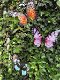 muurdecoratie vlinder , vlinder - 5 - Thumbnail