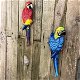 papegaai , muurdecoratie , tuindecoratie - 1 - Thumbnail