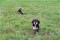 Beagle x Goldentriever pups - 0 - Thumbnail