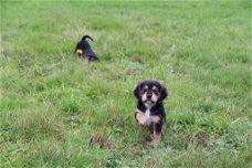 Beagle x Goldentriever pups