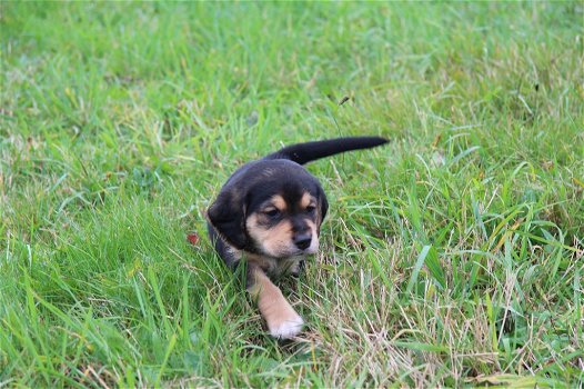 Beagle x Goldentriever pups - 2