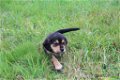 Beagle x Goldentriever pups - 2 - Thumbnail