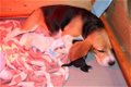 Beagle x Goldentriever pups - 4 - Thumbnail