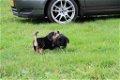 Beagle x Goldentriever pups - 6 - Thumbnail