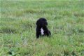 Beagle x Goldentriever pups - 7 - Thumbnail