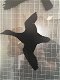 Raamstikker , vliegende vogels - 3 - Thumbnail