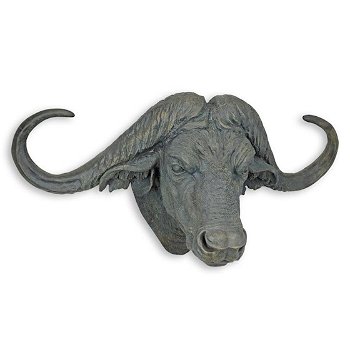 buffel , waterbuffel , schedel - 0