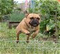 Franse Bulldog info (heel belangrijk) - 1 - Thumbnail