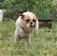 Franse Bulldog info (heel belangrijk) - 2 - Thumbnail