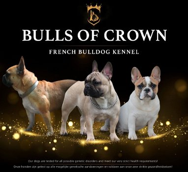 Franse Bulldog info (heel belangrijk) - 4