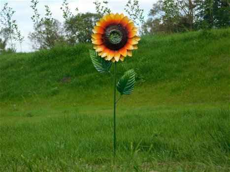 grote zonnebloem ,tuinsteker - 4