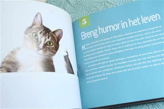 Wat we van katten kunnen leren - 1