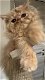 Perzisch kitten met stamboom - 0 - Thumbnail
