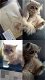 Perzisch kitten met stamboom - 1 - Thumbnail