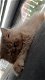 Perzisch kitten met stamboom - 2 - Thumbnail