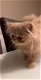 Perzisch kitten met stamboom - 6 - Thumbnail