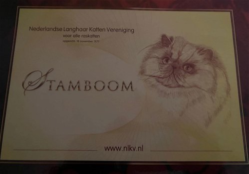 Perzisch kitten met stamboom - 7