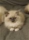 Ragdoll kitten - raszuivere kater - 0 - Thumbnail