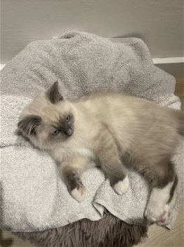 Ragdoll kitten - raszuivere kater - 2