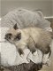 Ragdoll kitten - raszuivere kater - 2 - Thumbnail