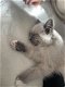 Ragdoll kitten - raszuivere kater - 4 - Thumbnail