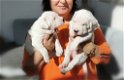 Dogo Argentino Pups met stamboom - 0 - Thumbnail