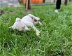 Dogo Argentino Pups met stamboom - 1 - Thumbnail