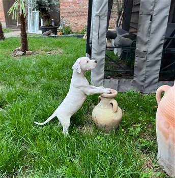 Dogo Argentino Pups met stamboom - 2