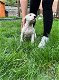 Dogo Argentino Pups met stamboom - 3 - Thumbnail
