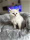 Siberische kittens met stamboom - 0 - Thumbnail