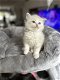 Siberische kittens met stamboom - 1 - Thumbnail